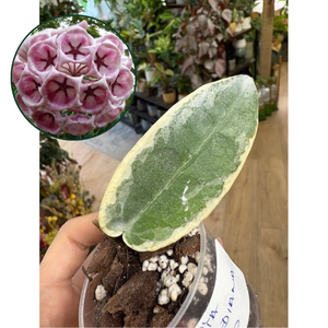 Hoya archboldiana albomarginata- Saját szaporítás