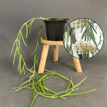 Kép betöltése a galériamegjelenítőbe: Hoya linearis
