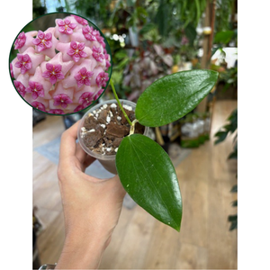 Hoya aldrichii - Saját szaporítás