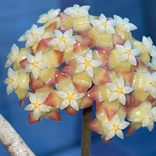 Kép betöltése a galériamegjelenítőbe: Hoya sp. "Tanggamus splash" - Saját szaporítás
