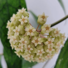 Kép betöltése a galériamegjelenítőbe: Hoya sp. Germany - Saját szaporítás
