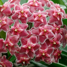 Kép betöltése a galériamegjelenítőbe: Hoya pubicalyx "Pink silver ghost" - Saját szaporítás
