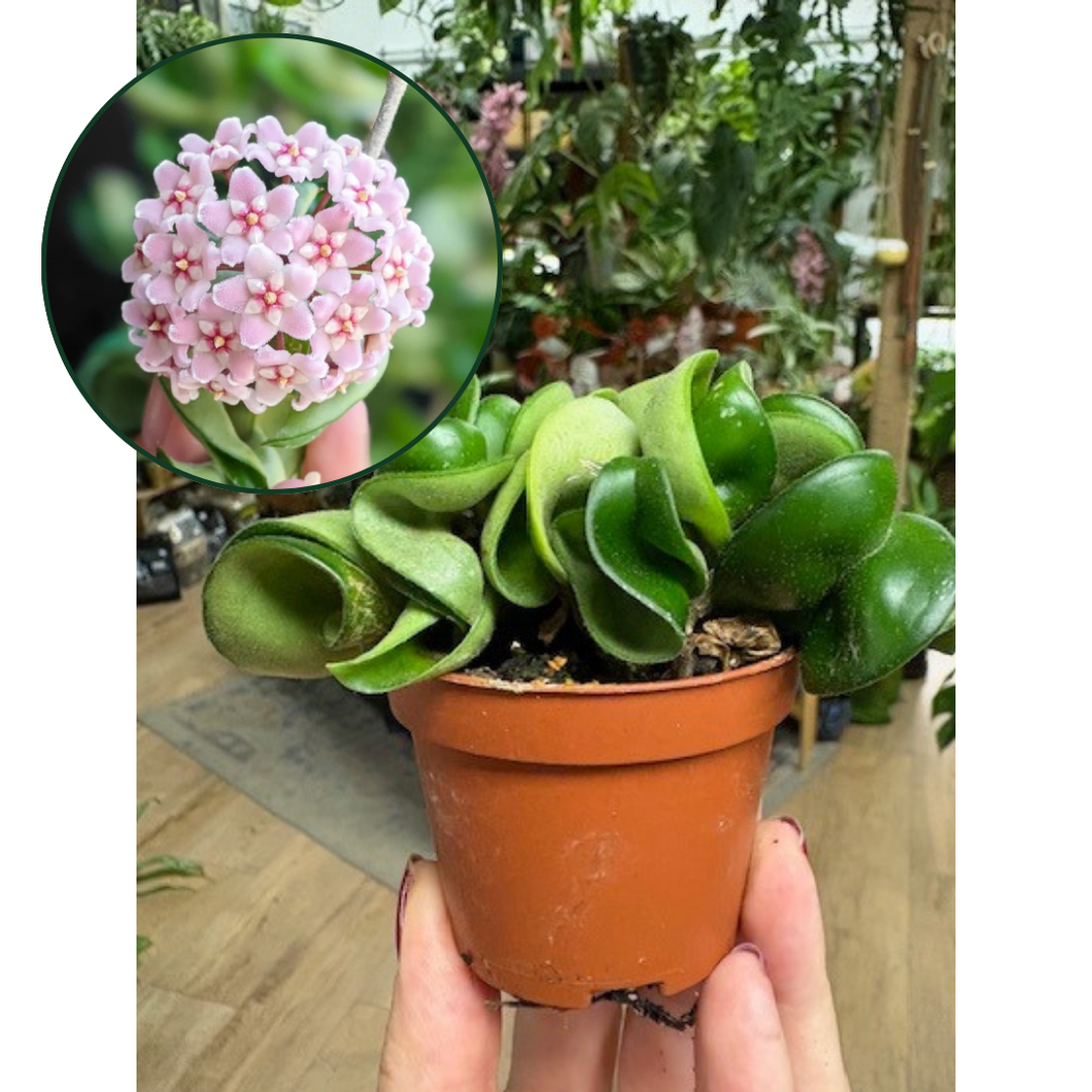 Hoya carnosa compacta - Hindu rope
