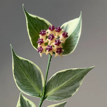 Kép betöltése a galériamegjelenítőbe: Hoya polyneura albomarginata - Saját szaporítás
