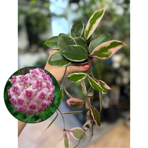 Hoya carnosa "Flamingo dream"- Húsos viaszvirág