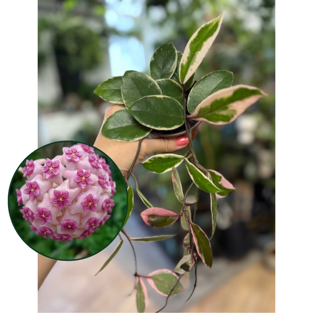 Hoya carnosa 