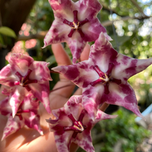 Kép betöltése a galériamegjelenítőbe: Hoya onychoides spot flowers - Saját szaporítás
