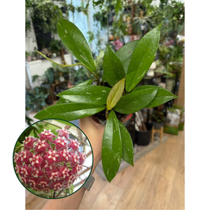 Hoya pubicalyx - Viaszvirág