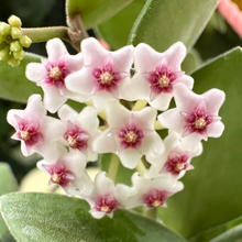 Kép betöltése a galériamegjelenítőbe: Hoya nummularioides silver - Saját szaporítás

