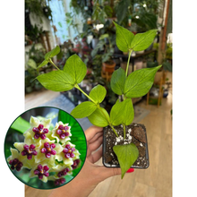 Kép betöltése a galériamegjelenítőbe: Hoya polyneura  (2 ágas) - Viaszvirág - Fishtail hoya
