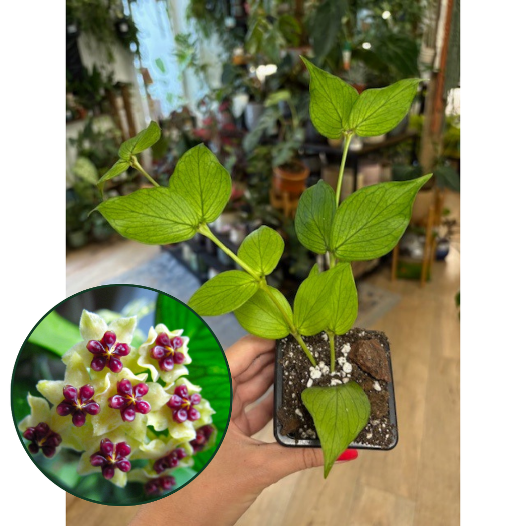 Hoya polyneura  (2 ágas) - Viaszvirág - Fishtail hoya