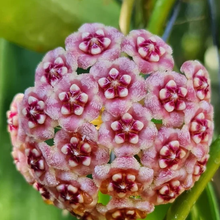 Kép betöltése a galériamegjelenítőbe: Hoya meliflua - Saját szaporítás
