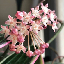Kép betöltése a galériamegjelenítőbe: Hoya latifolia "Snow queen" - Saját szaporítás
