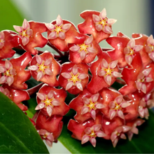Kép betöltése a galériamegjelenítőbe: Hoya ilagiorum - Saját szaporítás

