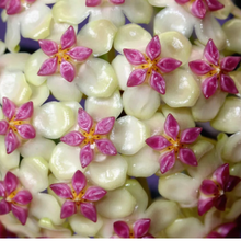 Kép betöltése a galériamegjelenítőbe: Hoya icensis splash - Saját szaporítás
