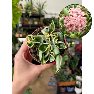 Hoya carnosa compacta albomarginata 9cm átmérő - Hindu rope - Tropical Home 