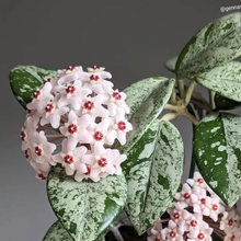 Kép betöltése a galériamegjelenítőbe: Hoya carnosa "Wilbur graves" silver - Saját szaporítás
