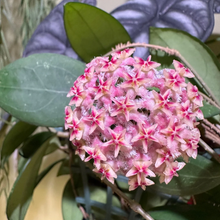 Kép betöltése a galériamegjelenítőbe: Hoya erythrostemma silver - Saját szaporítás
