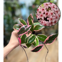 Kép betöltése a galériamegjelenítőbe: Hoya carnosa "Flamingo dream" 6cm - Húsos viaszvirág - Tropical Home 
