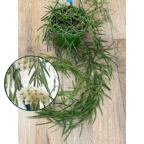 Hoya linearis - Tropical Home 