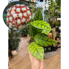 Kép betöltése a galériamegjelenítőbe: Hoya callistophylla 6cm - Tropical Home 
