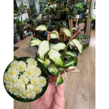 Kép betöltése a galériamegjelenítőbe: Hoya lacunosa "Bruno tricolor" 6cm

