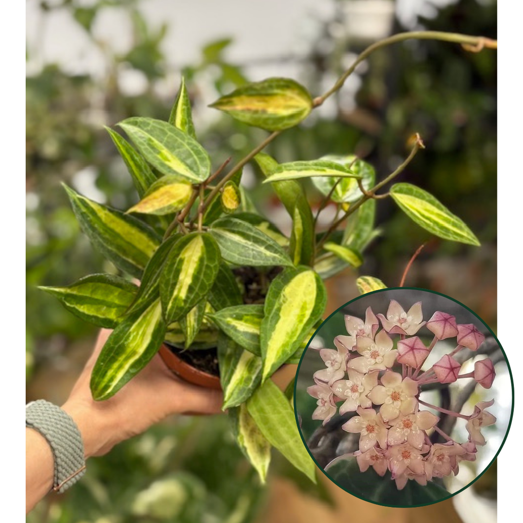 Hoya macrophylla/latifolia 