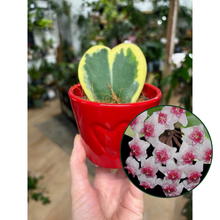 Kép betöltése a galériamegjelenítőbe: Hoya kerrii "Albomarginata" - kaspóval
