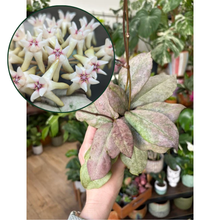 Kép betöltése a galériamegjelenítőbe: Hoya mitrata silver (Buntok) - három méretben
