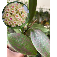 Kép betöltése a galériamegjelenítőbe: Hoya verticillata IML 1618 (Hoya wibergiae) 11cm
