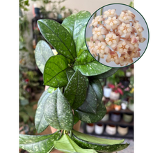 Kép betöltése a galériamegjelenítőbe: Hoya crassipetiolata splash round leaf 11cm

