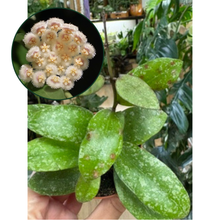 Kép betöltése a galériamegjelenítőbe: Hoya nabawanensis splash 6cm

