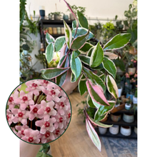 Kép betöltése a galériamegjelenítőbe: Hoya carnosa "Flamingo dream" 12cm - Húsos viaszvirág
