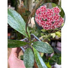 Kép betöltése a galériamegjelenítőbe: Hoya pubicalyx splash 8-9cm - Viaszvirág
