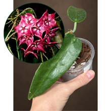 Kép betöltése a galériamegjelenítőbe: Hoya "Seanie" 8cm - Saját szaporítás
