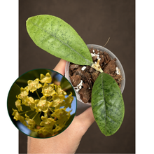 Kép betöltése a galériamegjelenítőbe: Hoya forbesii silver 8cm - Saját szaporítás
