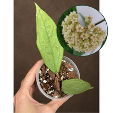 Kép betöltése a galériamegjelenítőbe: Hoya sp. Germany silver 8cm  - Saját szaporítás
