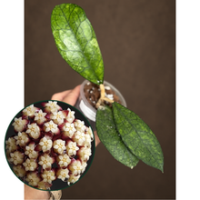 Kép betöltése a galériamegjelenítőbe: Hoya finlaysonii 8cm - Saját szaporítás
