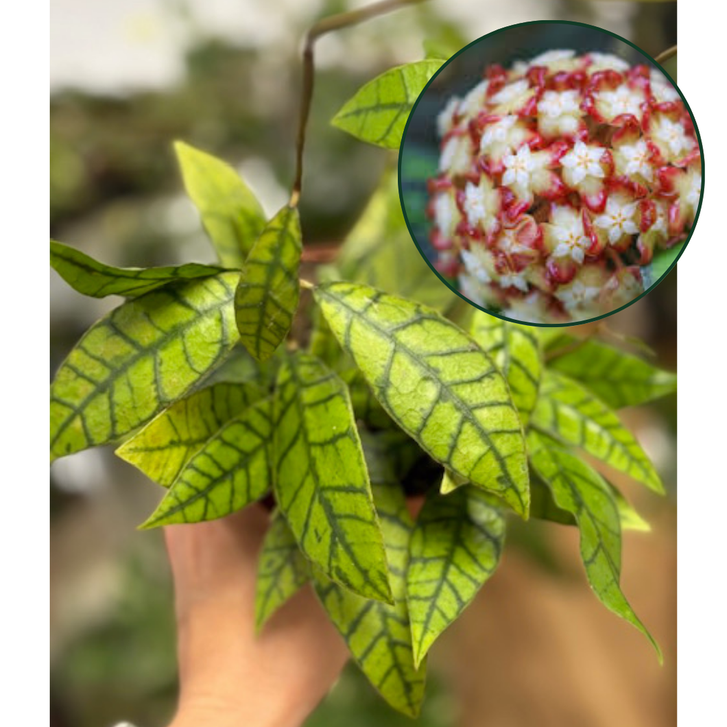 Hoya callistophylla - 12cm cserépátmérő - Tropical Home 