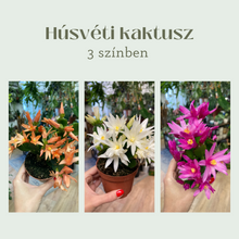 Kép betöltése a galériamegjelenítőbe: Rhipsalidopsis - Húsvéti kaktusz, 3 színben - Easter cactus - Tropical Home 

