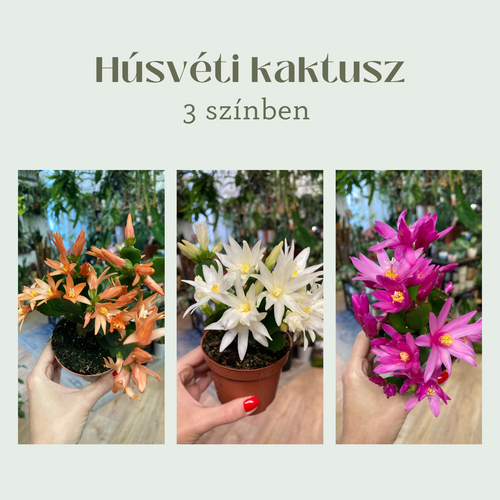 Rhipsalidopsis - Húsvéti kaktusz, 3 színben - Easter cactus - Tropical Home 