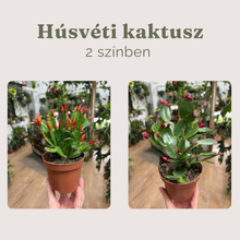 Kép betöltése a galériamegjelenítőbe: Rhipsalidopsis - Húsvéti kaktusz, 2 színben - Easter cactus
