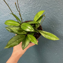 Kép betöltése a galériamegjelenítőbe: Hoya crassipetiolata 12cm
