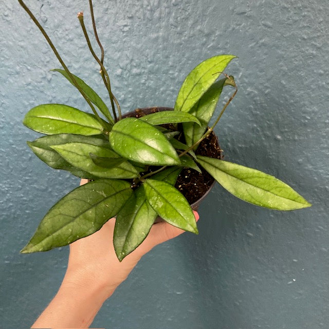 Hoya crassipetiolata 12cm