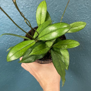 Hoya crassipetiolata 12cm