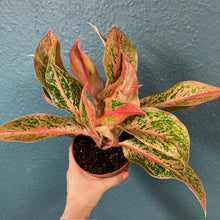 Kép betöltése a galériamegjelenítőbe: Aglaonema &quot;Prestige&quot; - Rákvirág - Chinese Evergreen
