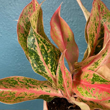 Kép betöltése a galériamegjelenítőbe: Aglaonema &quot;Prestige&quot; - Rákvirág - Chinese Evergreen
