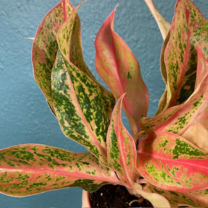 Aglaonema "Prestige" - Rákvirág - Chinese Evergreen