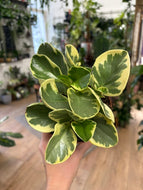 Peperomia obtipan bicolor - Tompalevelű törpebors