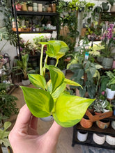 Kép betöltése a galériamegjelenítőbe: Epipremnum "Neon Joy" 6cm  - Szobafutóka
